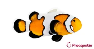 ProA - Premium Gladiator (Amphiprion ocellaris)